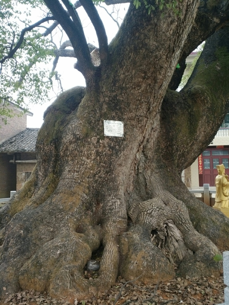 千年樟树