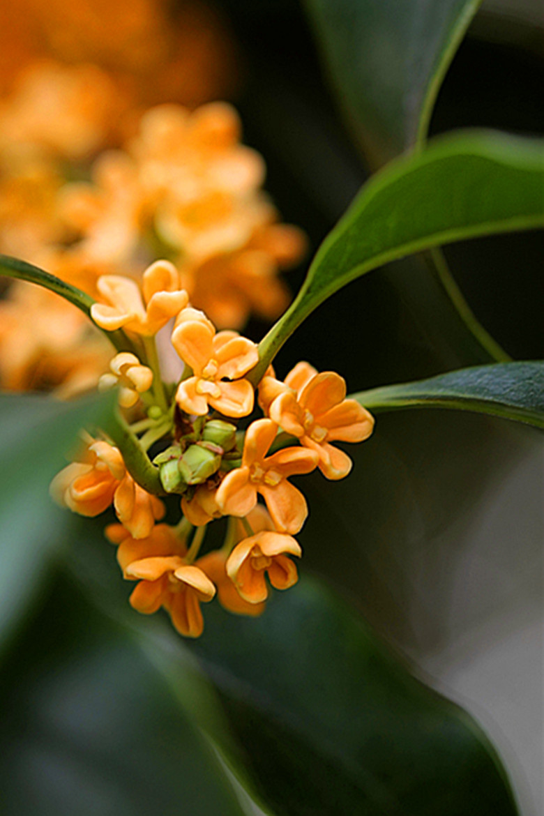 金桂飘香的季节