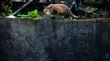 _IGP3311.jpg