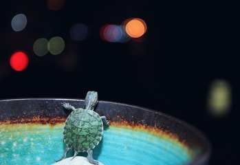 IMG_6561.JPG