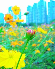 小花