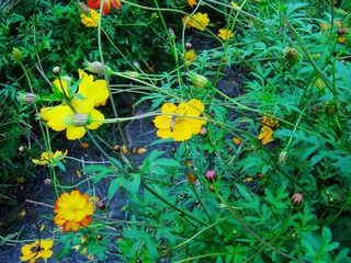 花丛一角