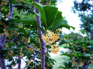桂花树