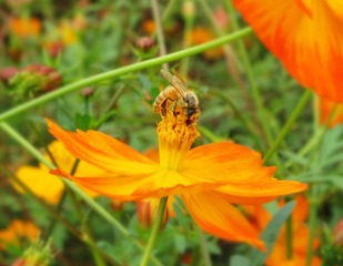蜜蜂