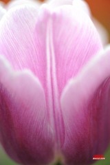 Y0F_2554 -