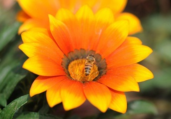 Y0F_2533 -