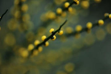 Y0F_2616