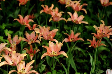 Y0F_2449 -