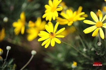 Y0F_2526 -