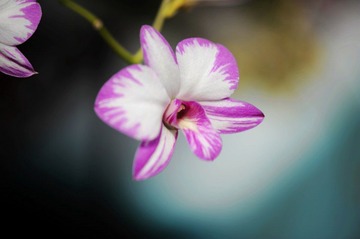 Y0F_2588
