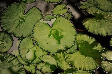 Y0F_2653