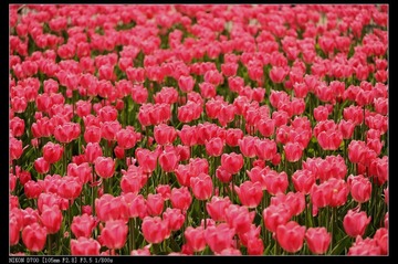 Y0F_2365 -