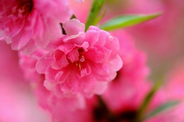 桃花