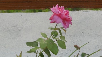 29B74578-8FB3-4D73-ADF6-46F9B326F4CA/L0/001