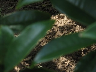 F50C8858-764B-47D0-BA9A-7536DAA68ED0/L0/001