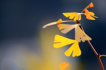 1130558