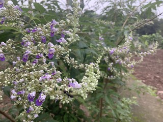 C2B74613-0CA3-4C26-A594-0F69B6FA55F7/L0/001