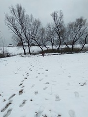 2682233