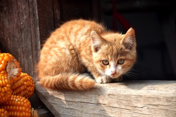 农家小猫