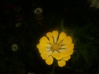 1000062246