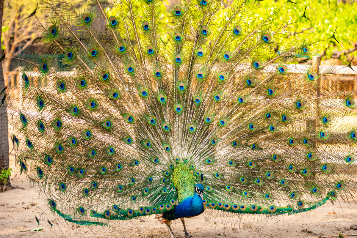 优雅孔雀北京野生动物园