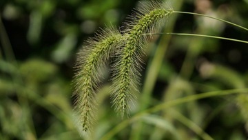 DSC05271.JPG