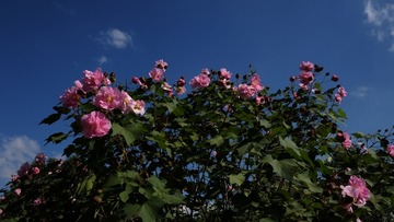 D8BF4896-F221-42B0-A658-BA28BD98559C/L0/001