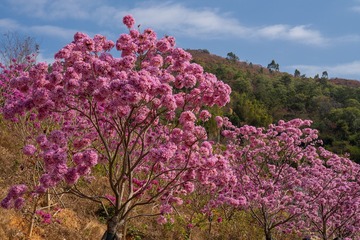 24050