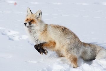 457185