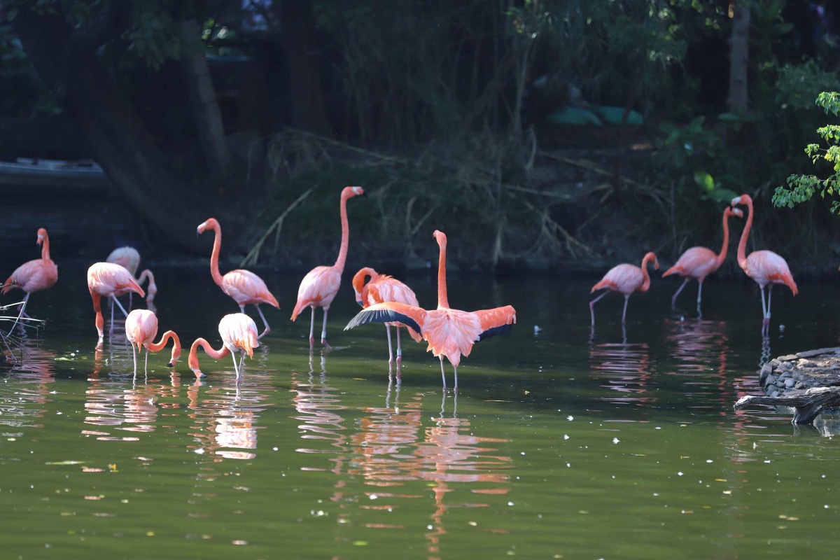 无聊带娃去动物公园.