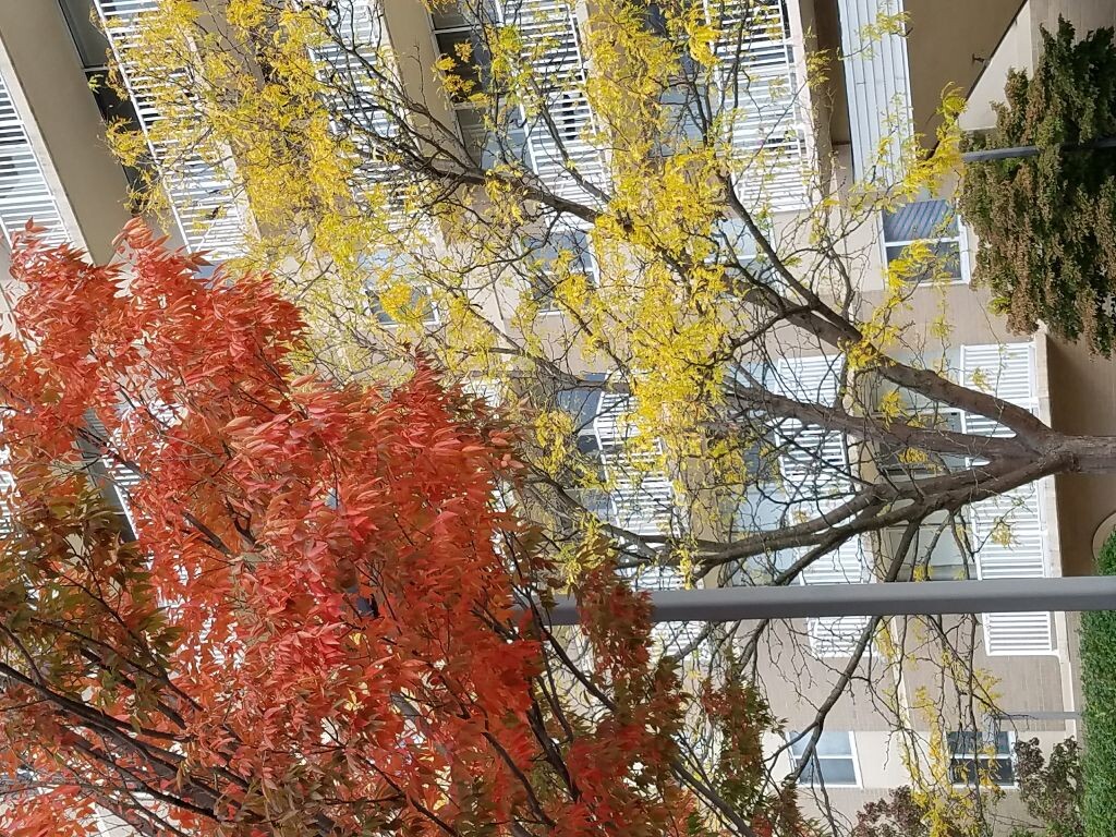 秋韻