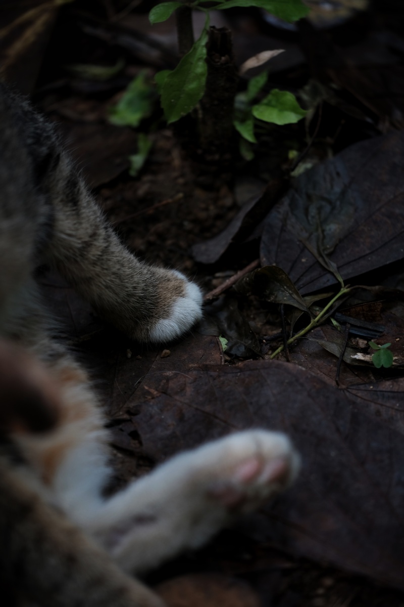 猫狸花猫中华田园猫猫爪子