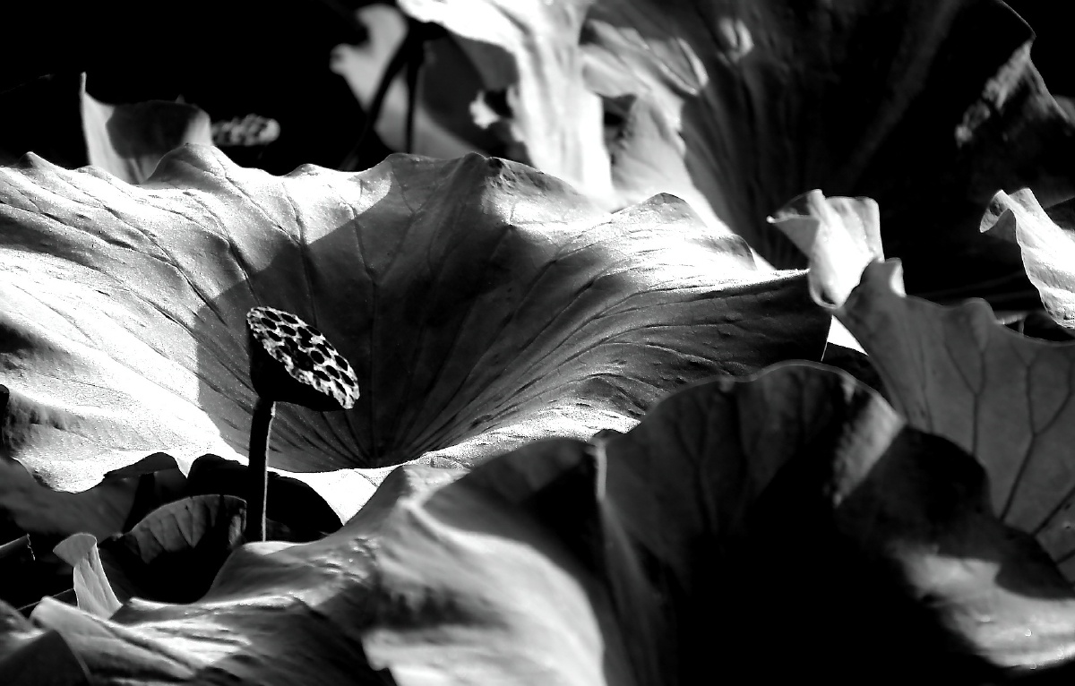 黑白灰(月下荷花)