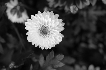 IMGP4911.jpg