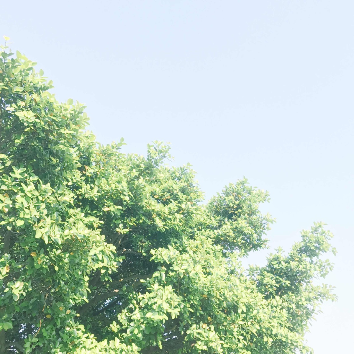 如果我爱上你的笑容 要怎么收藏要怎么拥有