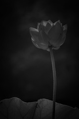 1431831