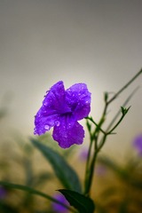 12555