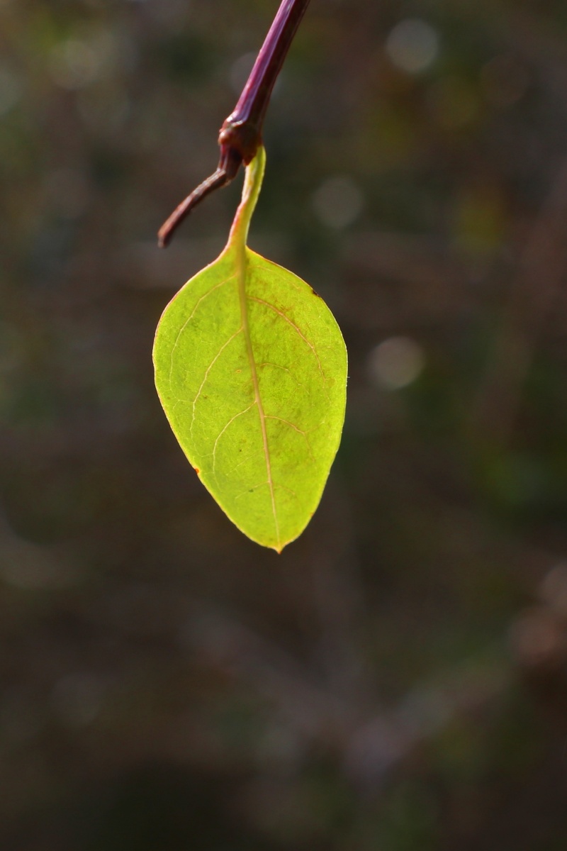 多彩的树叶佳能80d适马1835大光圈