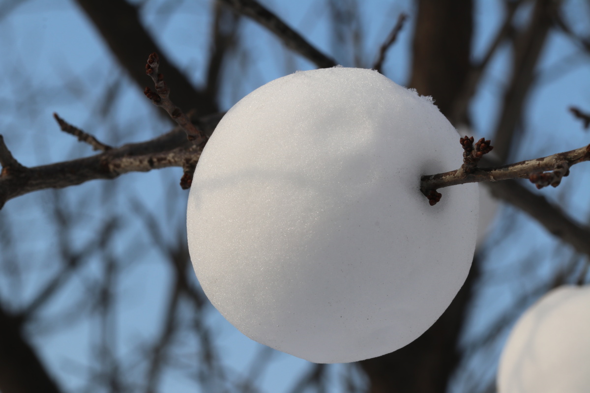枯枝雪果佳能80d适马105微距