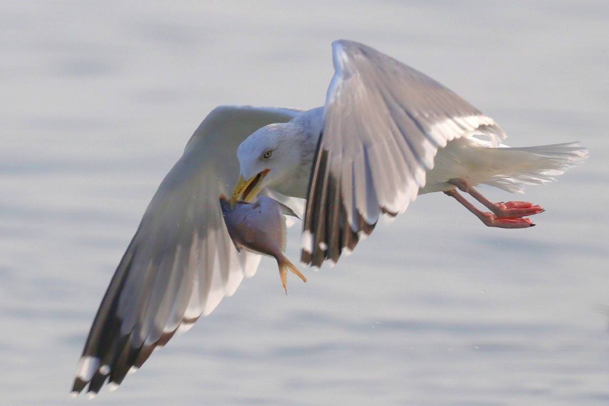 海鸥抢鱼系列空中吞鱼