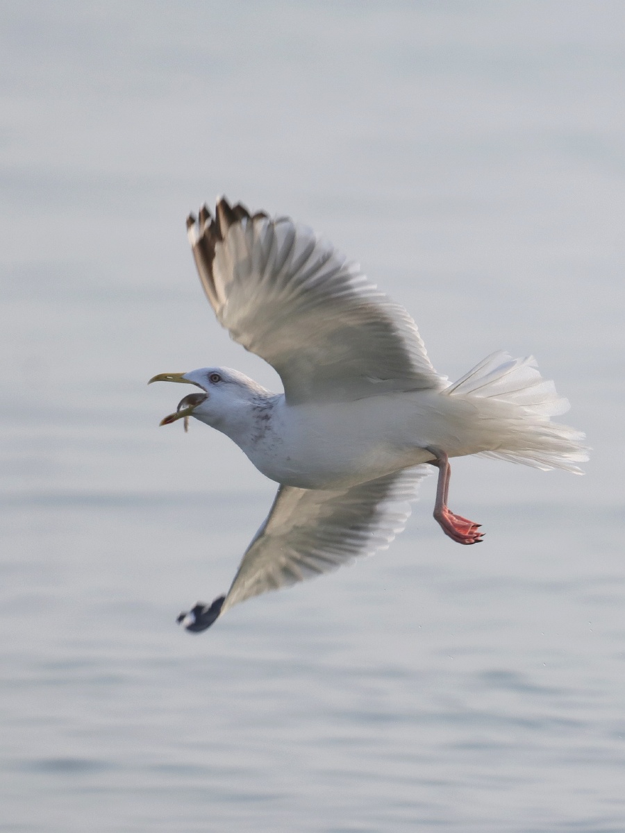 海鸥抢鱼系列空中吞鱼