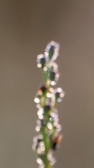 2625824