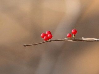 2810815