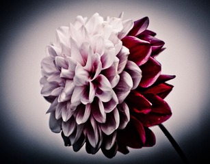 据说叫绣球花？