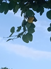 3988656