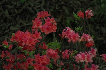 19809