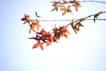 _DSC2664.JPG