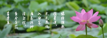 莲花.jpg
