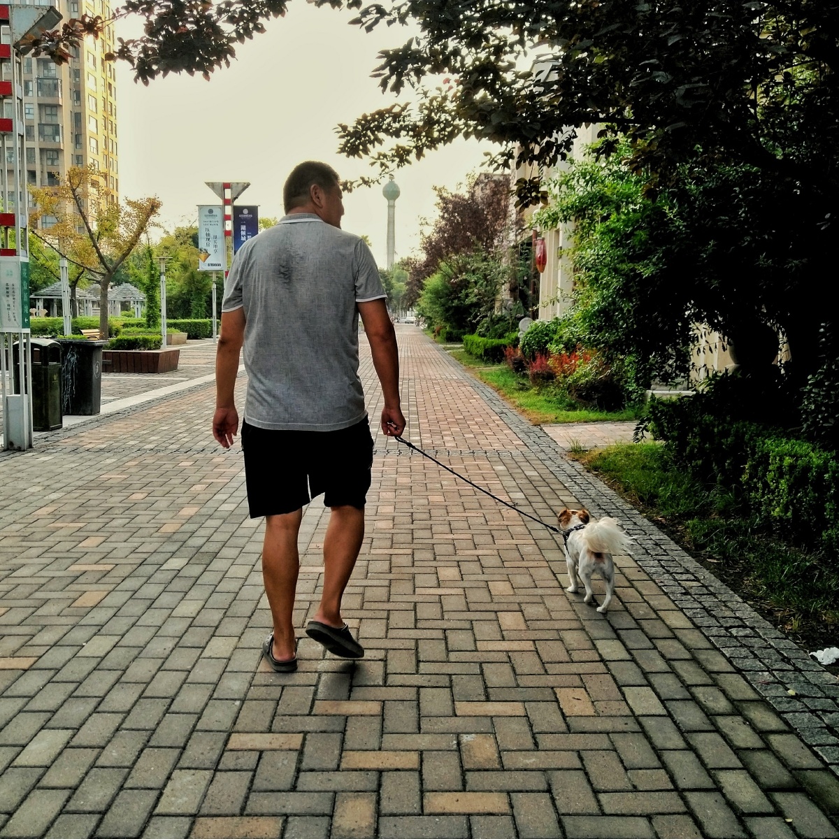 遛狗的背影,抓拍mr_r关注