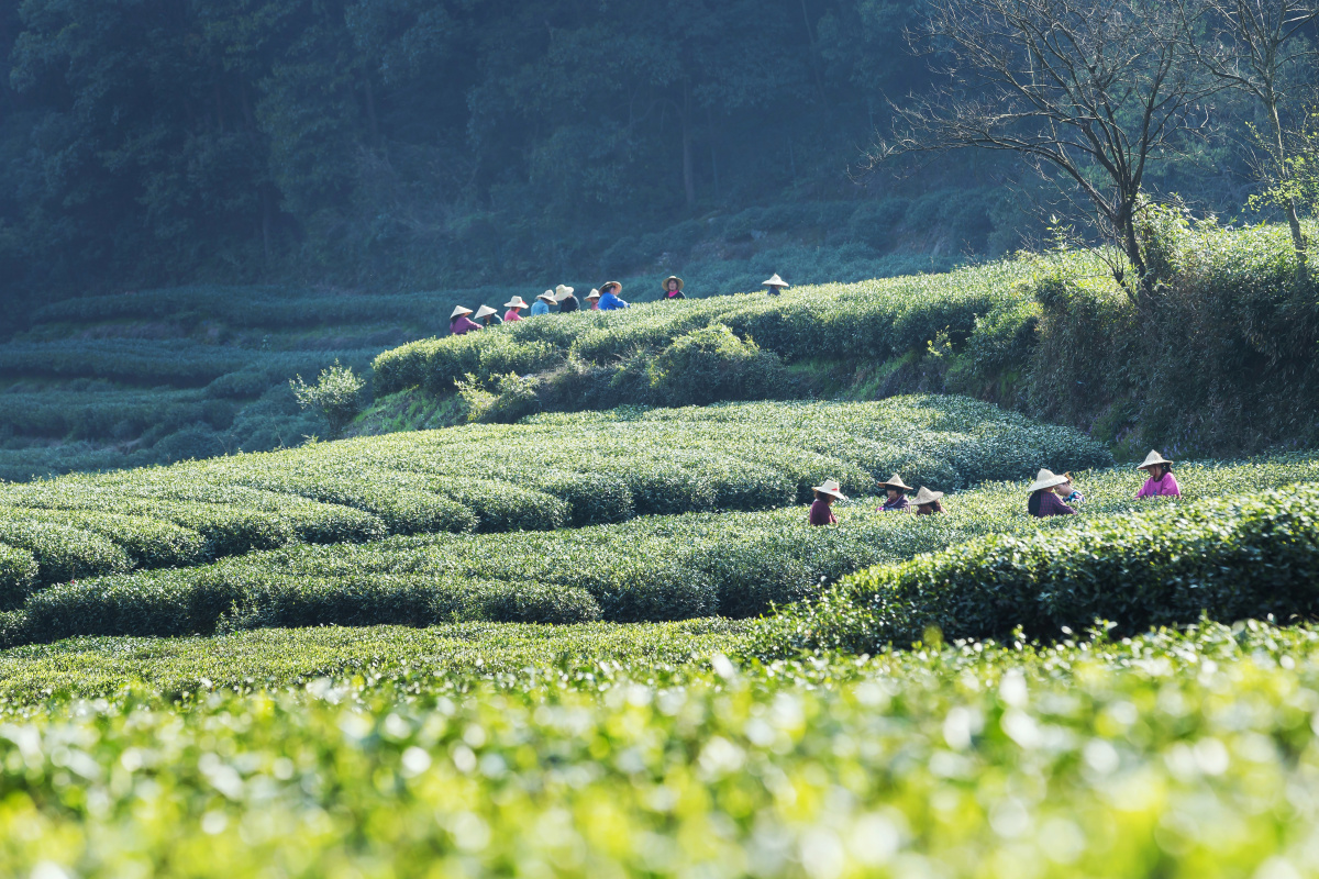 杭州西湖龙井明前茶